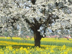 Le printemps